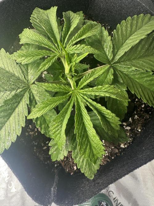 My Magic Bean. Week 2 - Will start with a light fertilizer starting in week 4.
