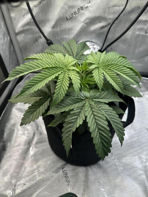 My Magic Bean. Week 3 - Topped her this week to keep her short and chubby.