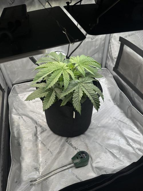 My Magic Bean. Week 3 - Very impressed by this strain and genetic quality so far.