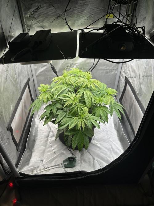 My Magic Bean. Week 4 - Trimmed off 3 of 4 fan leaves to allow light to future bud sites.