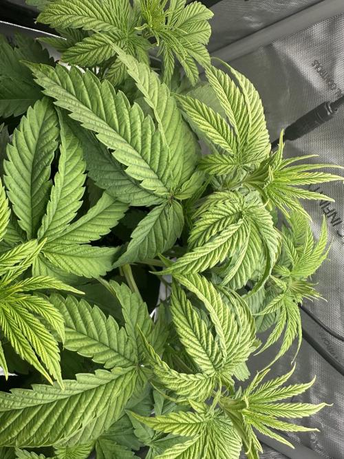 My Magic Bean. Week 4 - PPM was high at 1000 after flush got it down to 750.  That fixed the root lock.