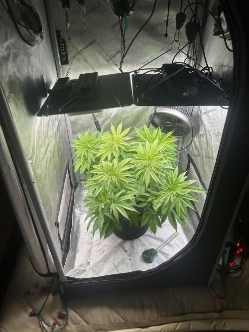 My Magic Bean. Week 5 - Last week in Veg, I will flip her on Saturday 3 days shy of 5 weeks.