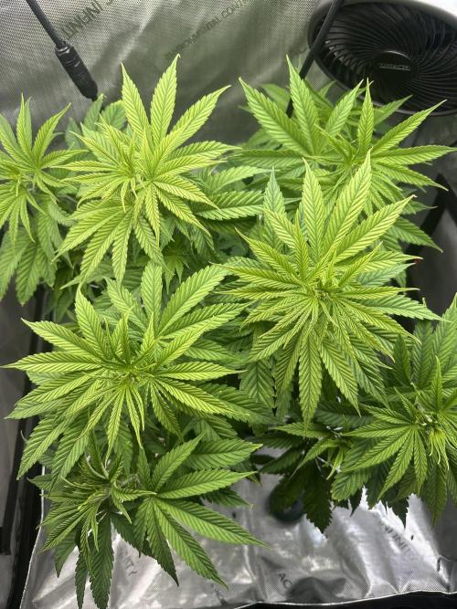 My Magic Bean. Week 5 - Going to start to train her some to allow all bud sites light.