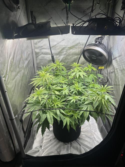 My Magic Bean. Week 6 - Flipped Lupe this past Saturday.  Flushed her and she was at 650 ppm.