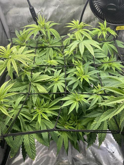 My Magic Bean. Week 6 - After the flush I ran another round of Veg nute's through her to get her ppm up.