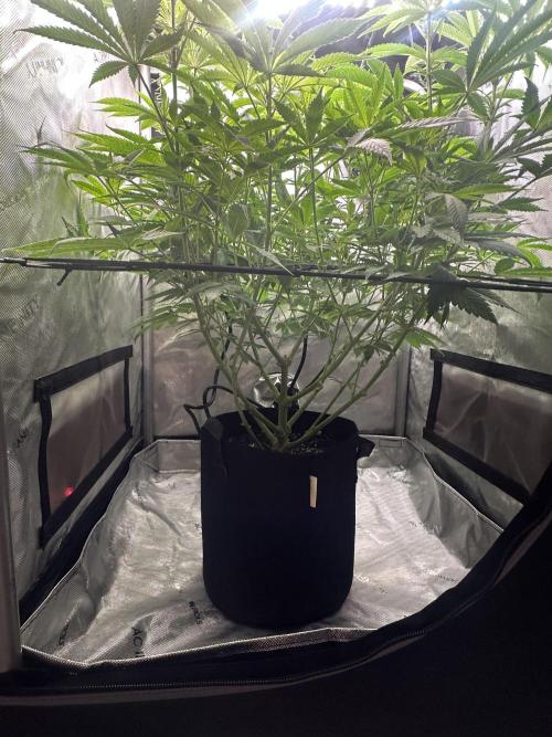 My Magic Bean. Week 7 - Working on my lollypop, should I raise the netting?