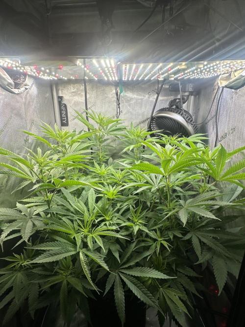 Cloudlab 632 Advance Grow Tent 3x2 (36 x 24 x 72). Week 7