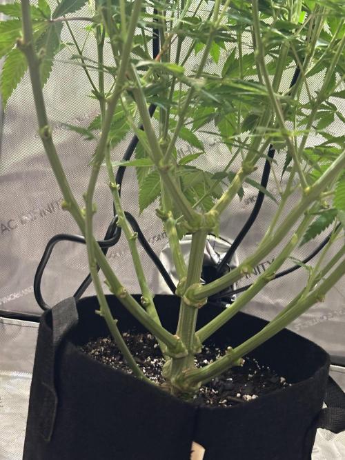 My Magic Bean. Week 8 - Clearing out the lower half so the energy can be focused on the colas.