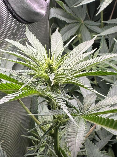Cloudlab 632 Advance Grow Tent 3x2 (36 x 24 x 72). Week 8
