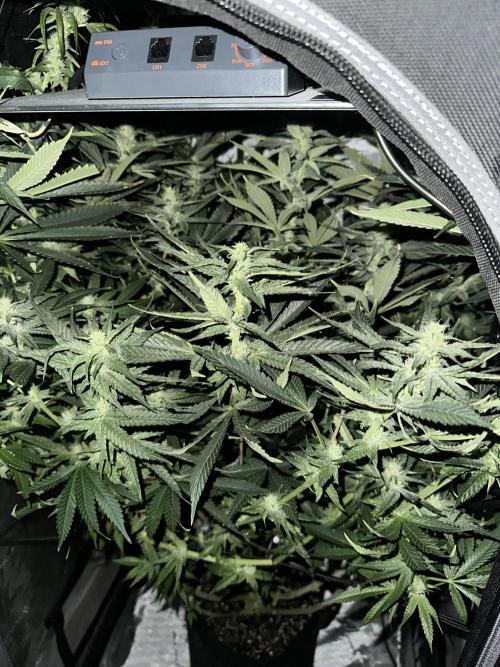 Cloudlab 632 Advance Grow Tent 3x2 (36 x 24 x 72). Week 10