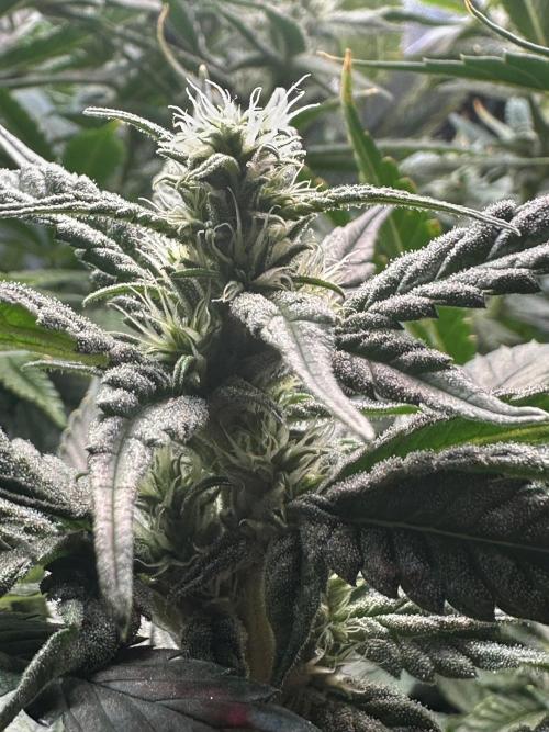 My Magic Bean. Week 10 - Week 5 