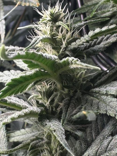 My Magic Bean. Week 10 - Flower Pic