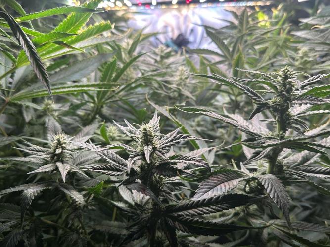 Cloudlab 632 Advance Grow Tent 3x2 (36 x 24 x 72). Week 10