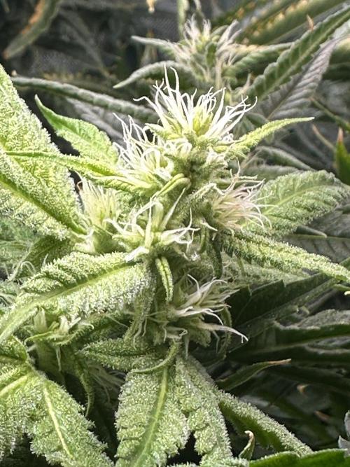 My Magic Bean. Week 11 - Great pistol shot.