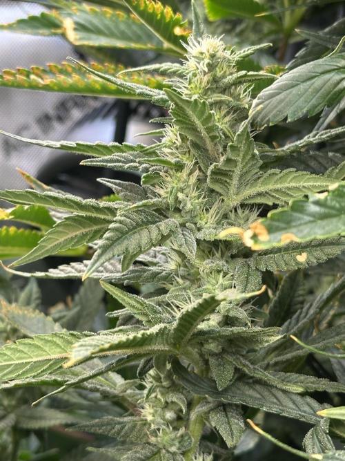 My Magic Bean. Week 11 - Probably 3 more weeks of flower.