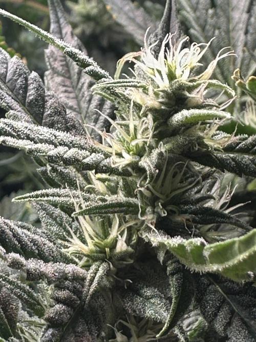 My Magic Bean. Week 11 - Need these cola's to fatten up.