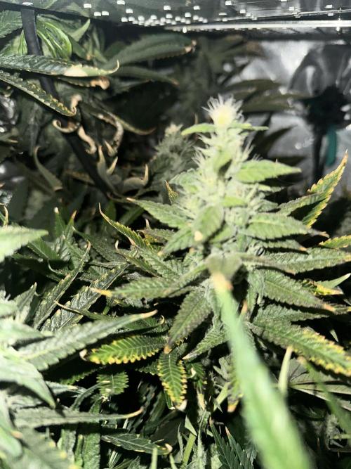 My Magic Bean. Week 12 - Colas are developing very slowly.