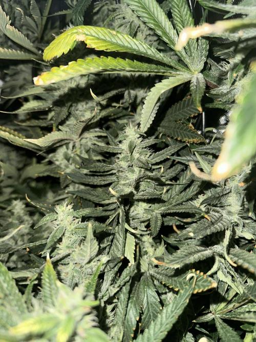 Cloudlab 632 Advance Grow Tent 3x2 (36 x 24 x 72). Week 12