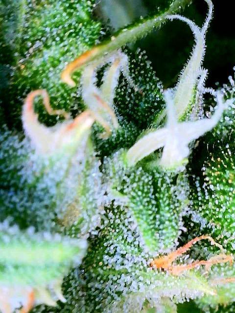 JJGreen
