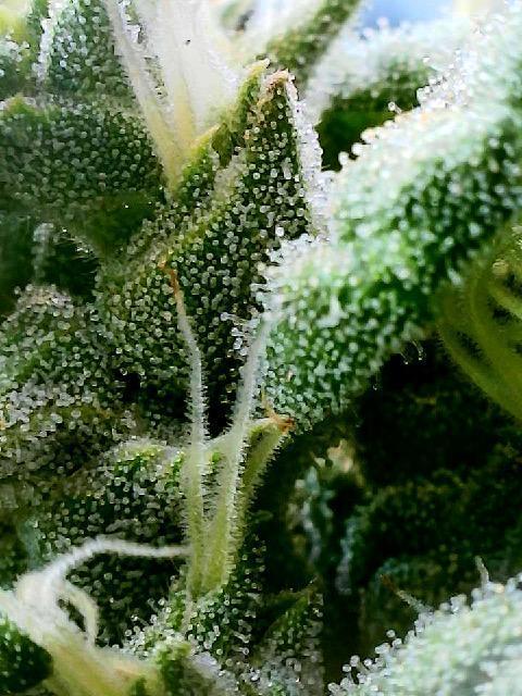 JJGreen