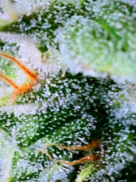 JJGreen