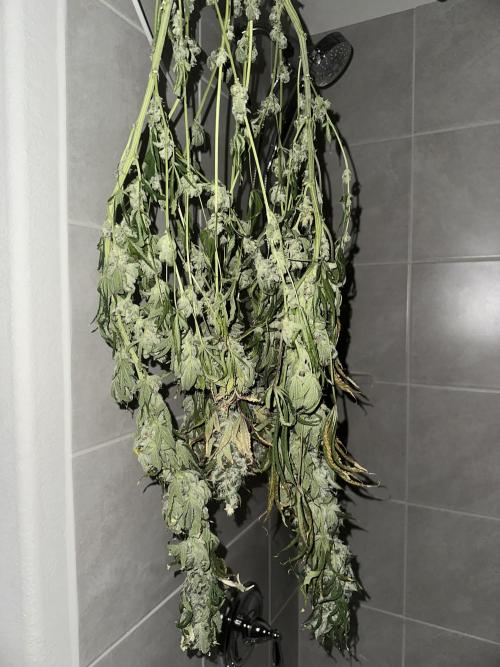 My Magic Bean. Week 14 - One plant chopped into 3 sections.
