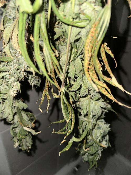 My Magic Bean. Week 14 - May only take 9 days to dry due to low humidity and higher temp 60/60 rule.