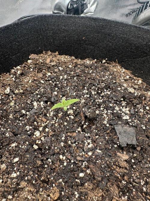 Girl Scout Cookies Extreme. Week 0