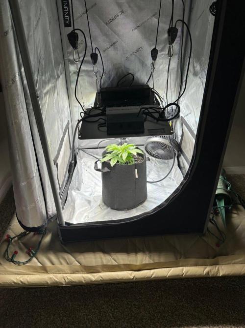 Girl Scout Cookies Extreme. Week 2