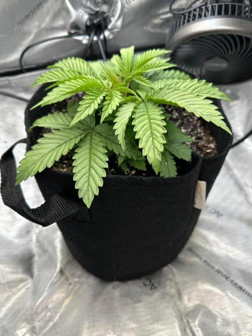 Girl Scout Cookies Extreme. Week 3