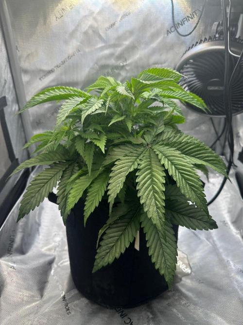 GSCE Round 2. Week 4 - I all so topped her, now I need to start training and add a scrog net.