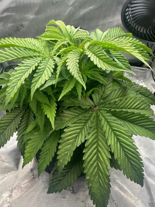Girl Scout Cookies Extreme. Week 4