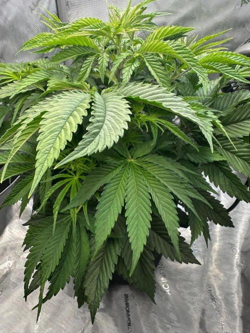 GSCE Round 2. Week 5 - Roots system not as robust as Lupe's.  Sitting at 851 ppm after the flush.