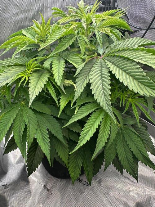 Girl Scout Cookies Extreme. Week 5