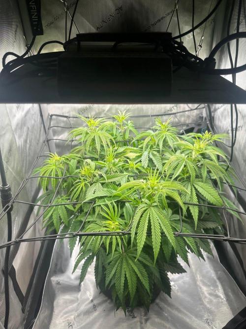 GSCE Round 2. Week 6 - Gave nutes today.  ILGM Growtime 2/3 tsp + liquid Micro Life
