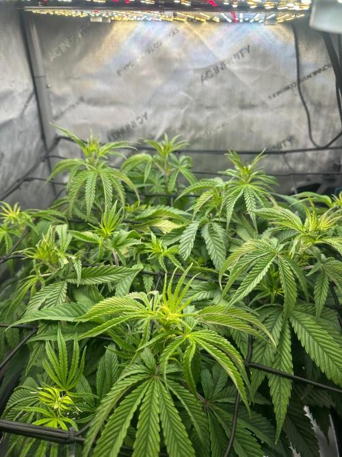 GSCE Round 2. Week 6 - See of green with all colas even height is the goal.