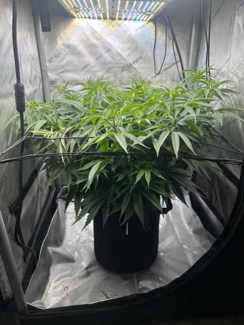 GSCE Round 2. Week 7 - Need to do some lolipoping.