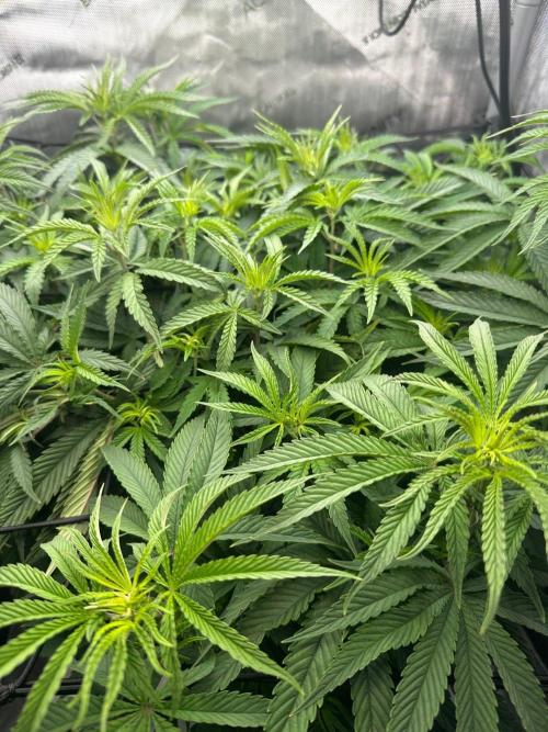 GSCE Round 2. Week 7 - Planning on flipping to flower next week.