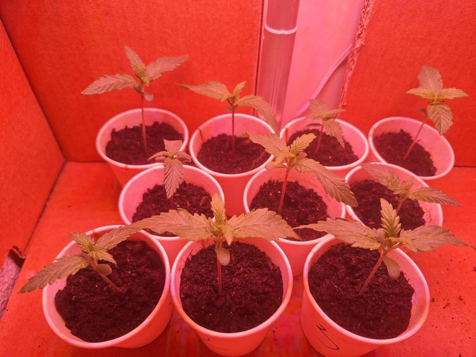 032026. Week 2 - Week 3