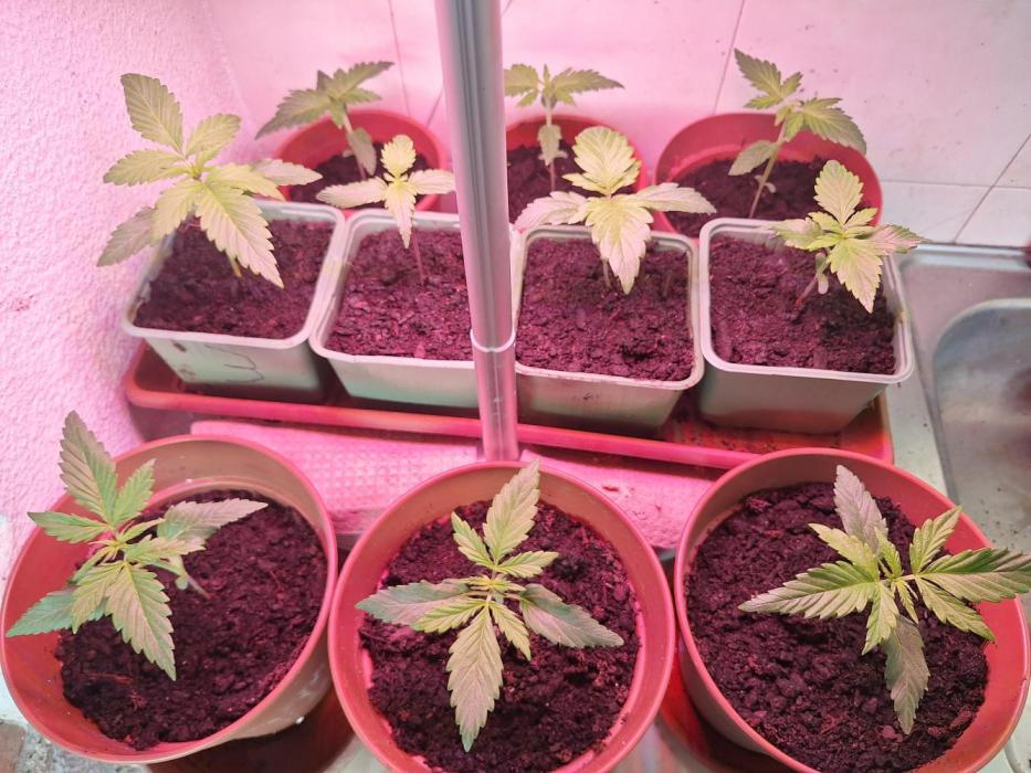 032026. Week 3 - Week 4