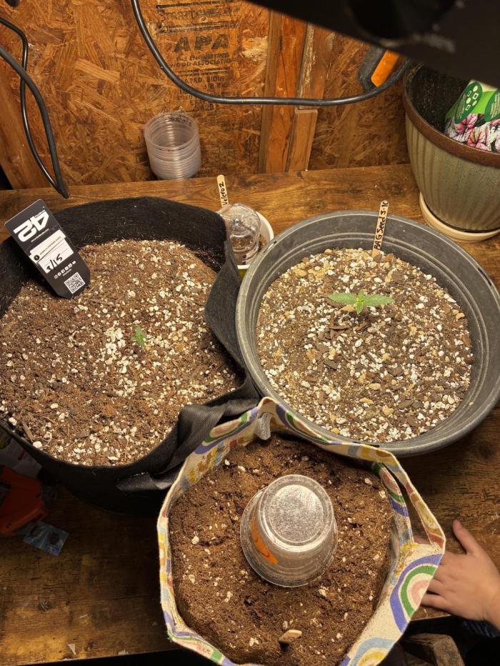 Gorilla Cookies Auto (1st Grow). Week 0 - March 22nd