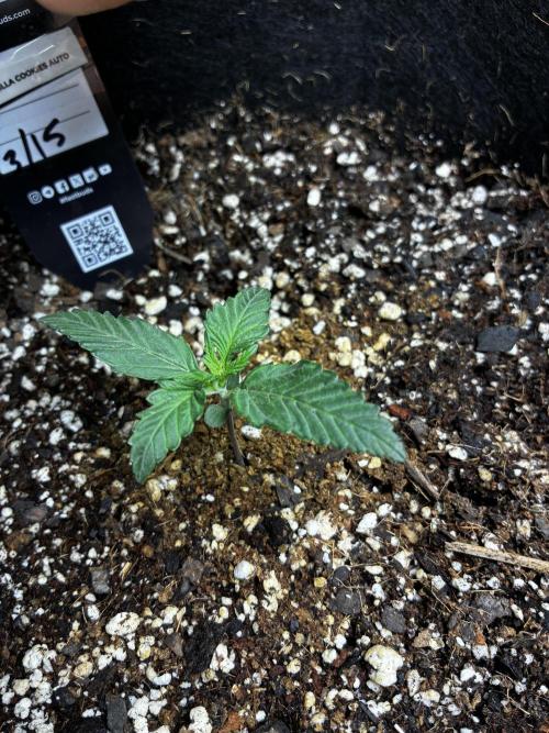 Gorilla Cookies Auto (1st Grow). Week 1