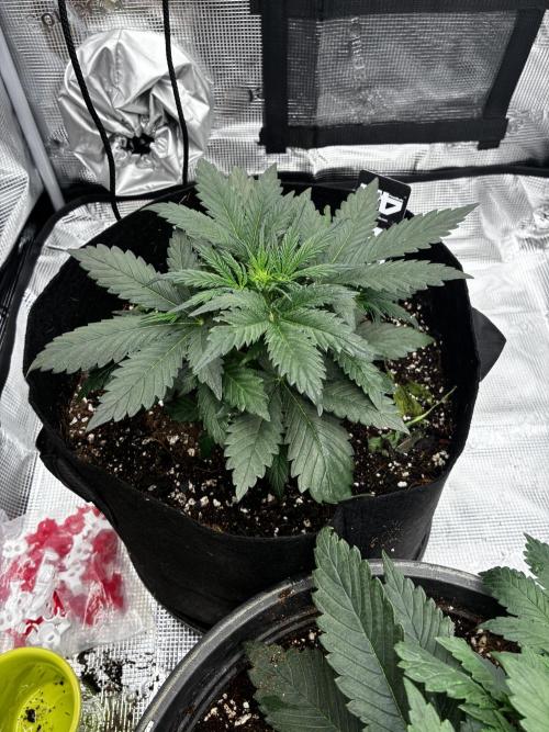 Gorilla Cookies Auto (1st Grow). Week 3
