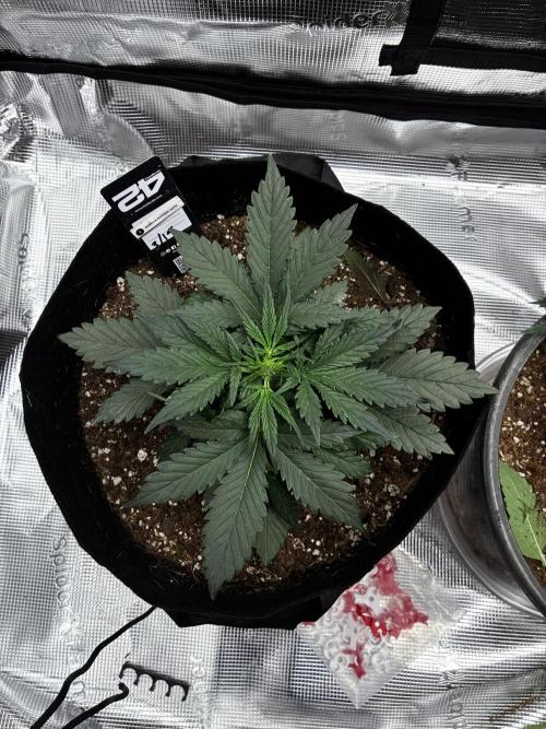 Gorilla Cookies Auto (1st Grow). Week 3