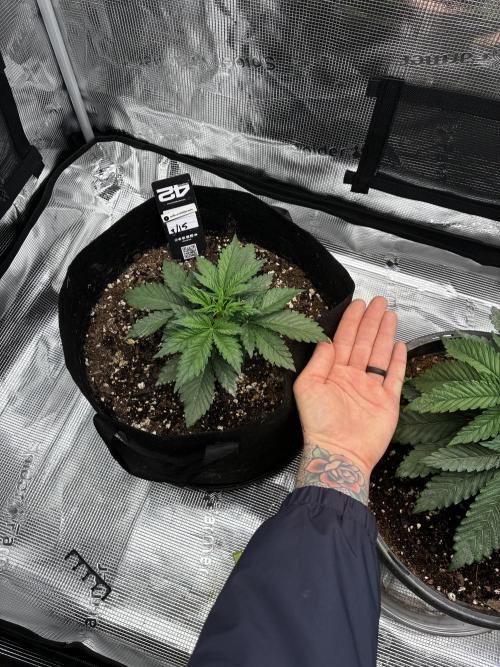 Gorilla Cookies Auto (1st Grow). Week 3