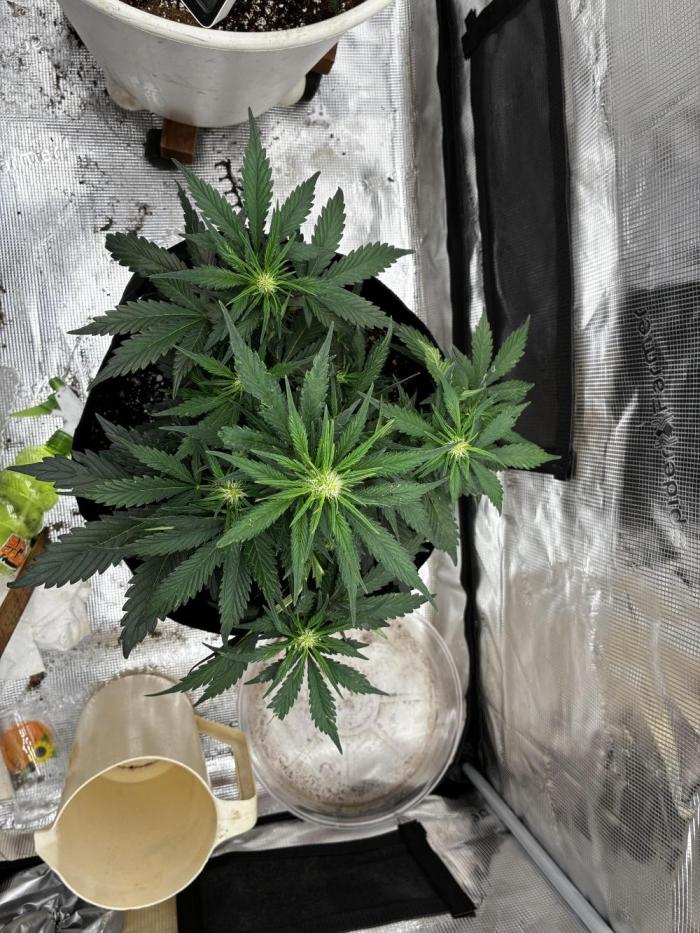 Gorilla Cookies Auto (1st Grow). Week 4