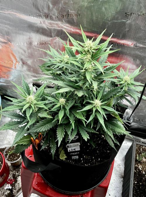 Gorilla Cookies Auto (1st Grow). Week 5 - day 43 from germination