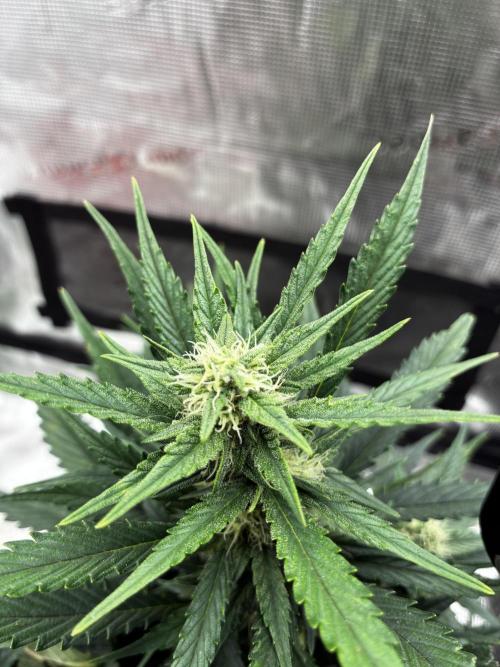 Gorilla Cookies Auto (1st Grow). Week 5 - day 43 from germination