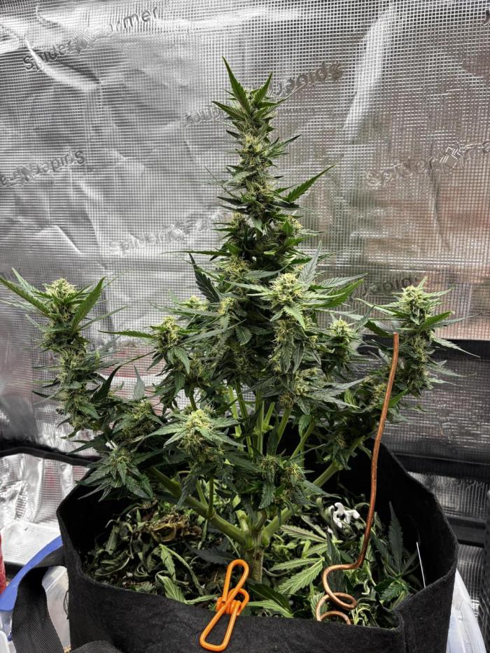 Gorilla Cookies Auto (1st Grow). Week 6
