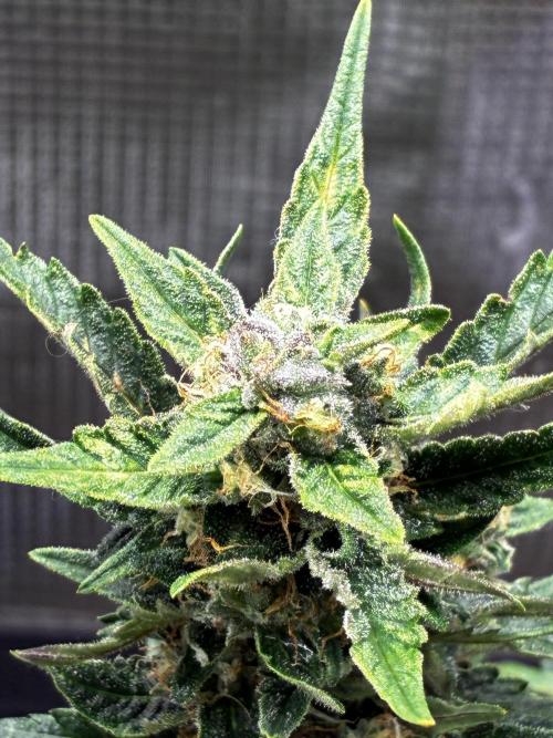 Gorilla Cookies Auto (1st Grow). Week 7 - day 50. been giving tiger bloom once a week, going to increase the dose next wk